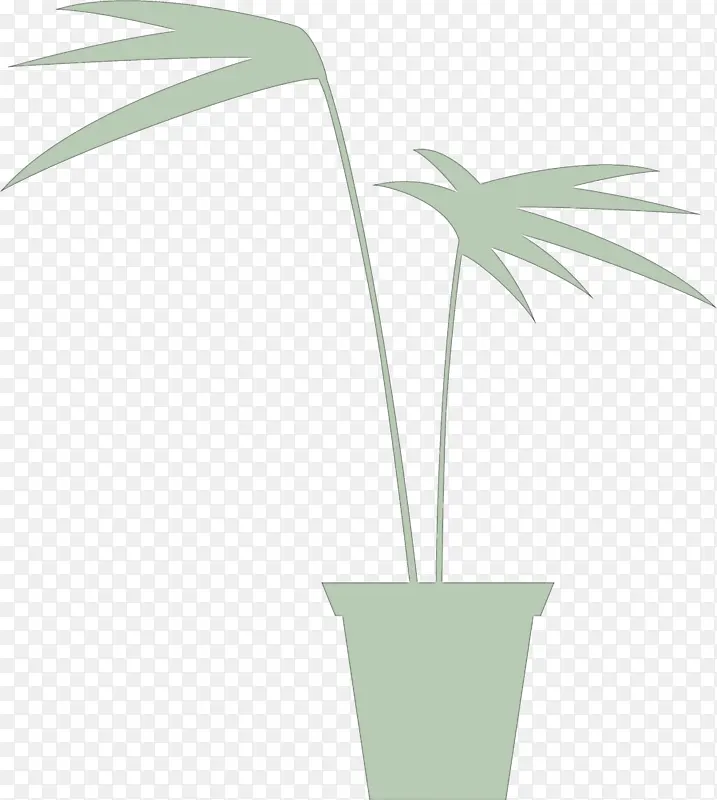 棕榈树 叶 根