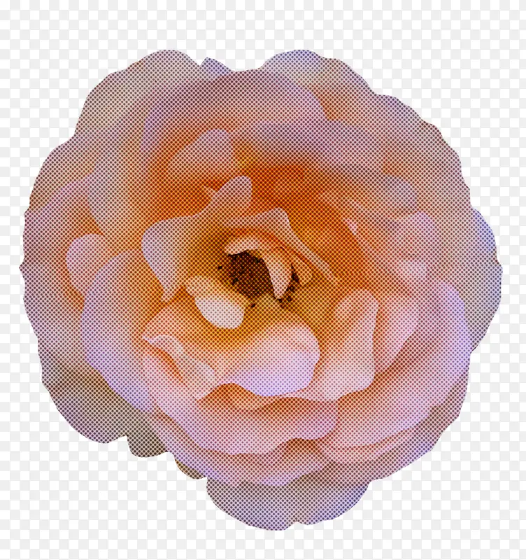 卷心菜玫瑰 花园玫瑰 花卉设计