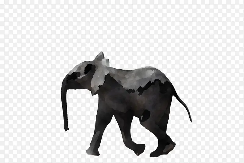 印度象 非洲丛林象 大象