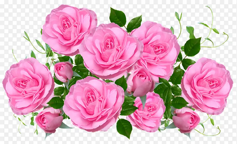 花园玫瑰 花朵 静物粉红玫瑰