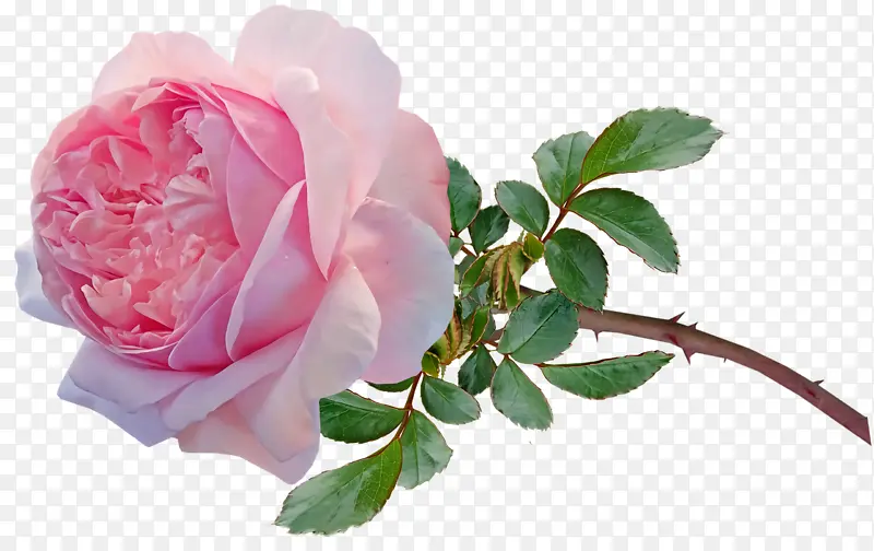 采购产品花园玫瑰 卷心菜玫瑰 多花