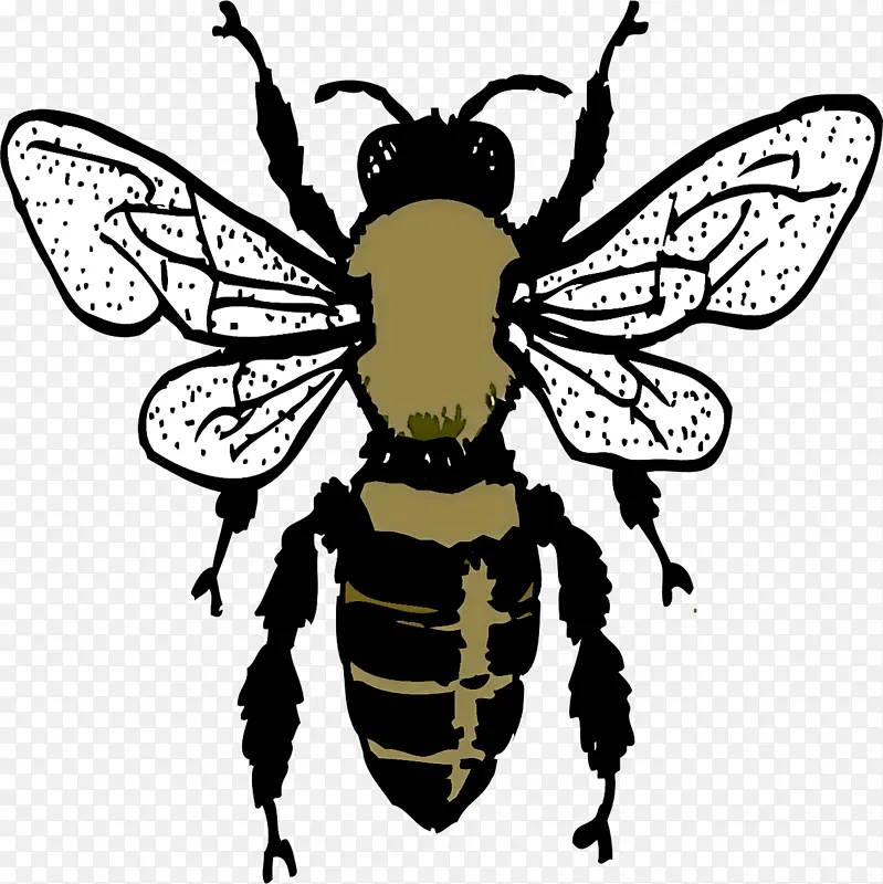 西方蜜蜂 蜜蜂 昆虫