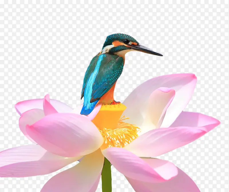 莲花 夏天的花 蜂鸟