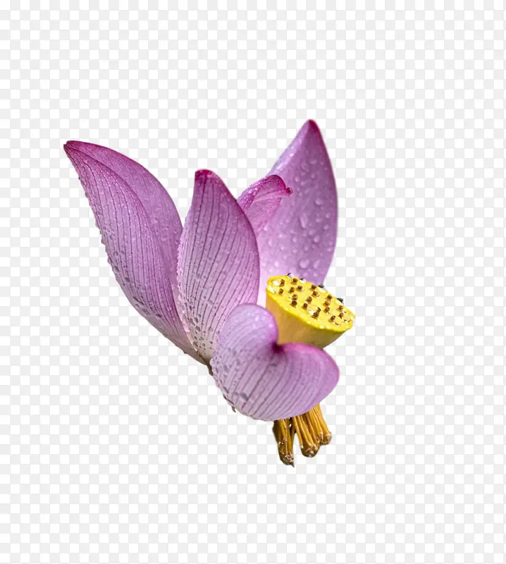 飞蛾兰花紫色兰花