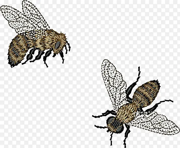 蜜蜂 昆虫 肉桂醇蜂蜜