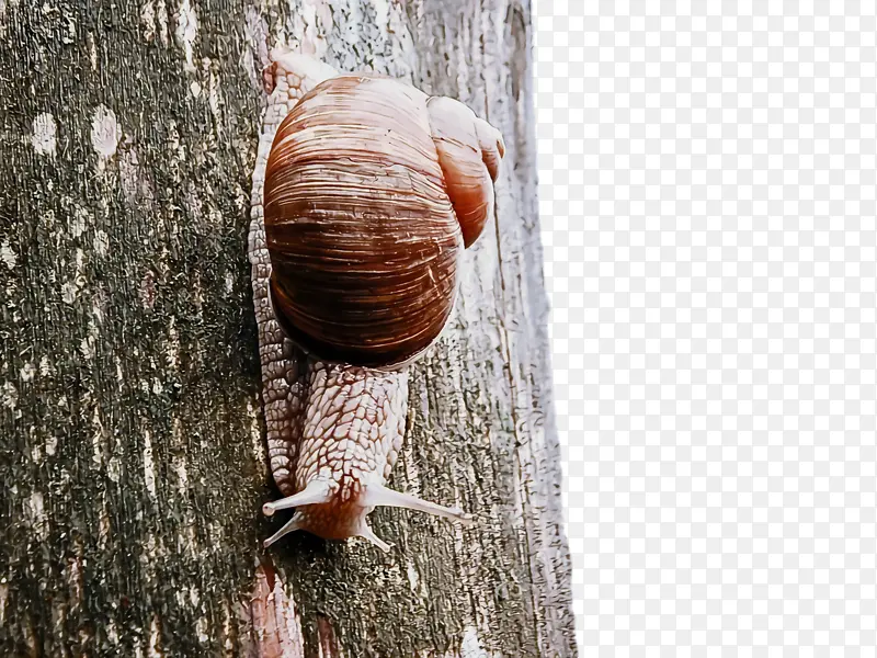 蜗牛 自然 螺旋