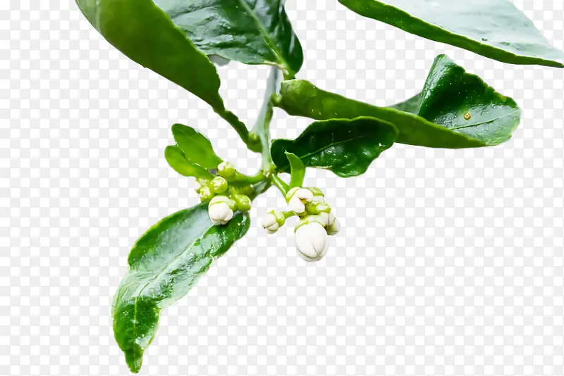 叶 植物茎 枝