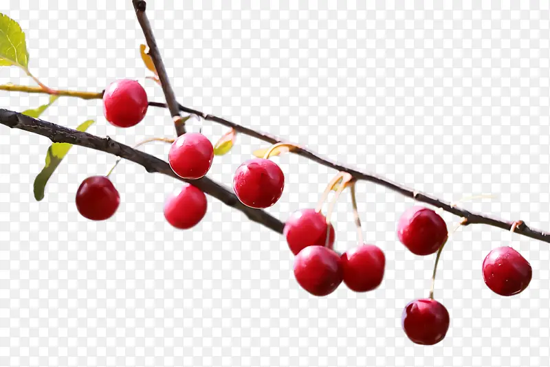 樱桃 浆果 水果