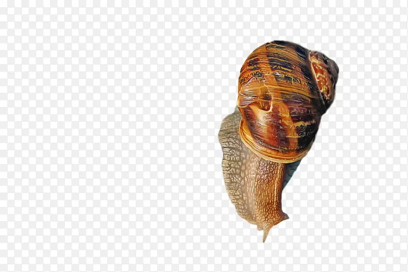 蜗牛 巨大的非洲蜗牛 腹足类