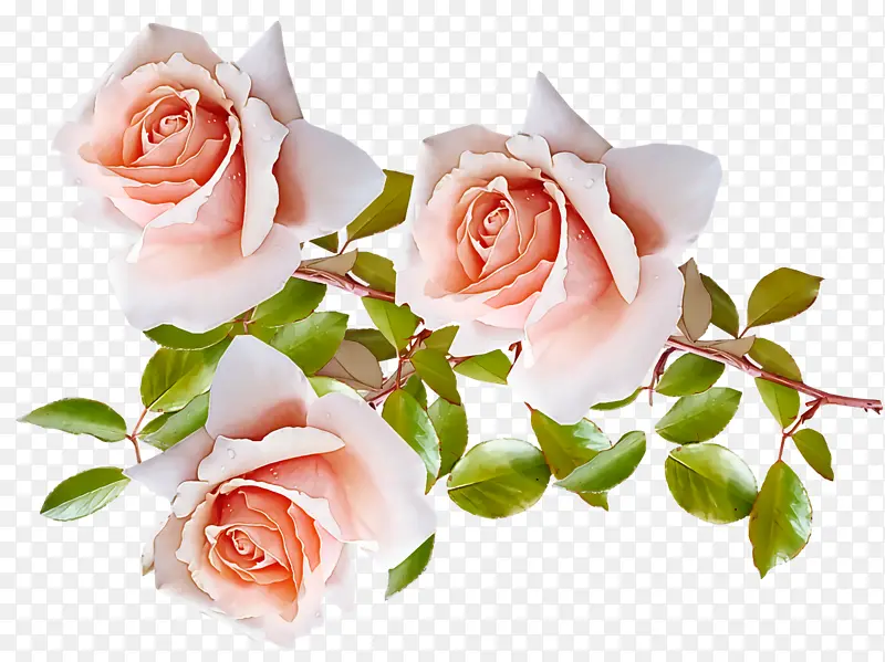 花园玫瑰 卷心菜玫瑰 多花