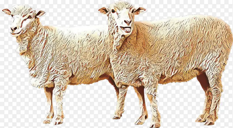 山羊 绵羊 阿尔加维丘罗