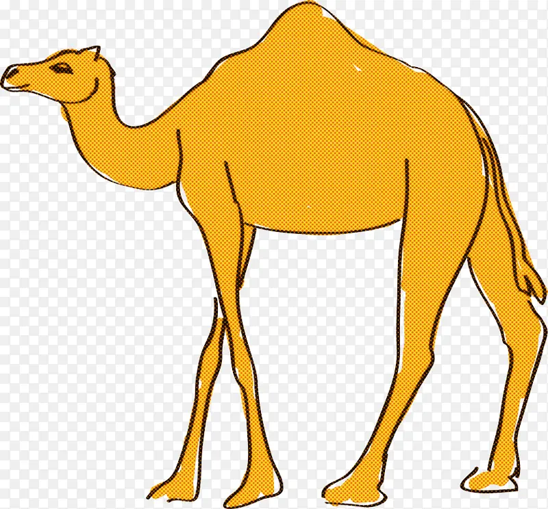 单峰骆驼 卡通 绘画