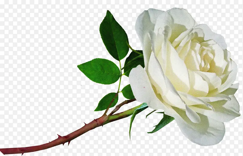 花园玫瑰 卷心菜玫瑰 花卉设计
