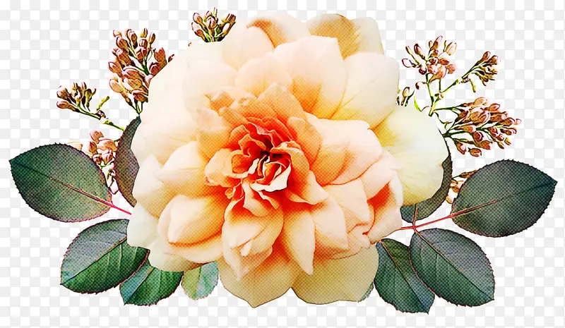 花园玫瑰 花卉设计 卷心菜玫瑰