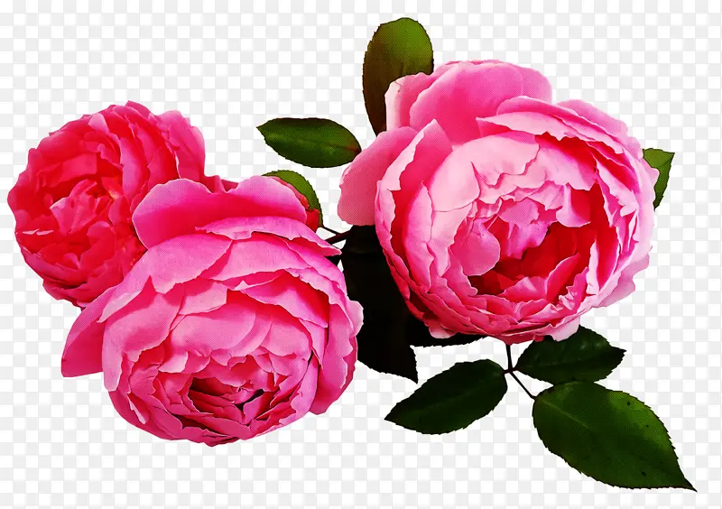 花园玫瑰 卷心菜玫瑰 中国玫瑰