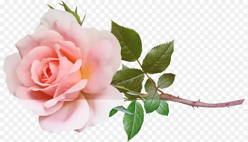 花园玫瑰 花卉设计 花朵