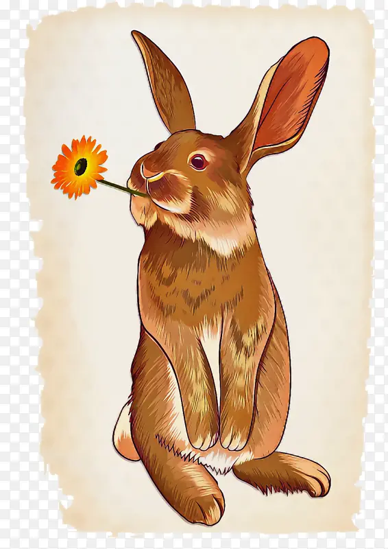 兔子 素描 线条艺术