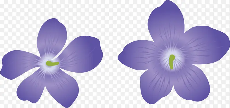 紫罗兰花 切花 花瓣
