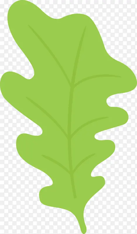 橡树叶 叶 植物茎