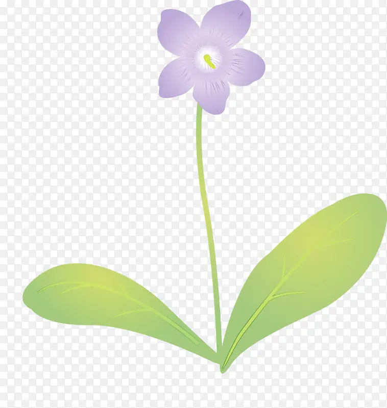 紫罗兰花 水彩 颜料