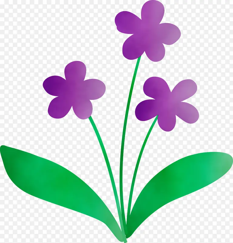 紫罗兰花 水彩 颜料