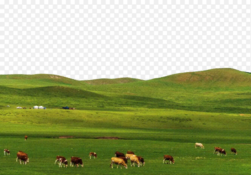 草原 绵羊 放牧