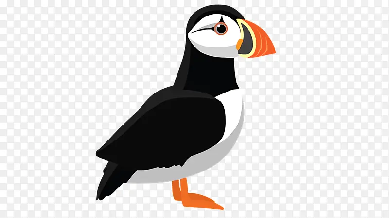 大西洋海雀 鸟类 皇家鸟类保护协会本顿悬崖海鸟中心