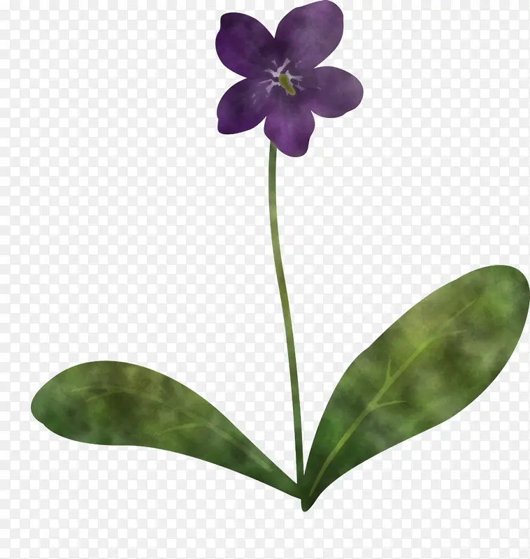 紫罗兰花 植物茎 飞蛾兰花
