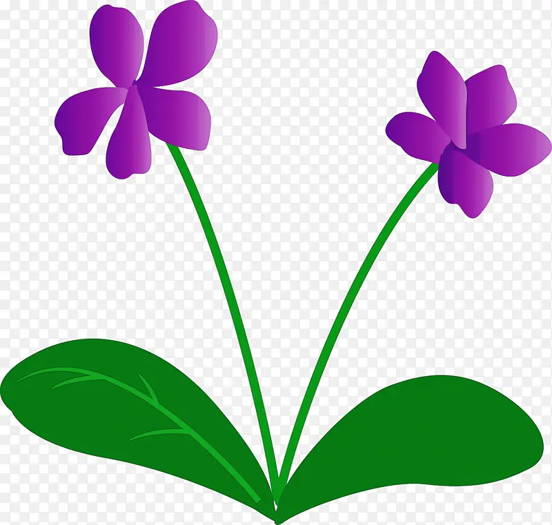 紫罗兰花 叶 紫罗兰