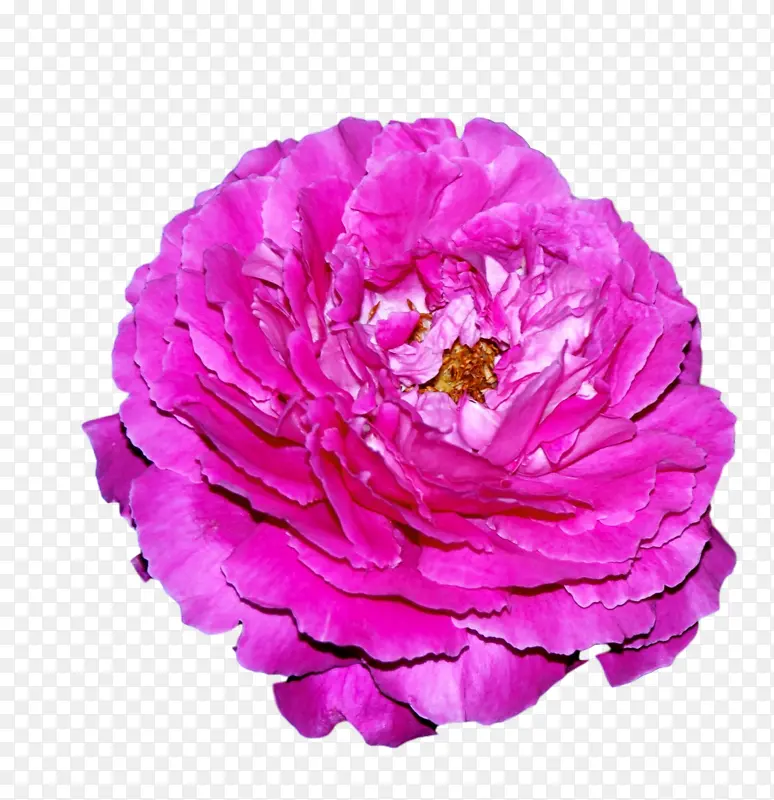 卷心菜玫瑰 牡丹 花园玫瑰