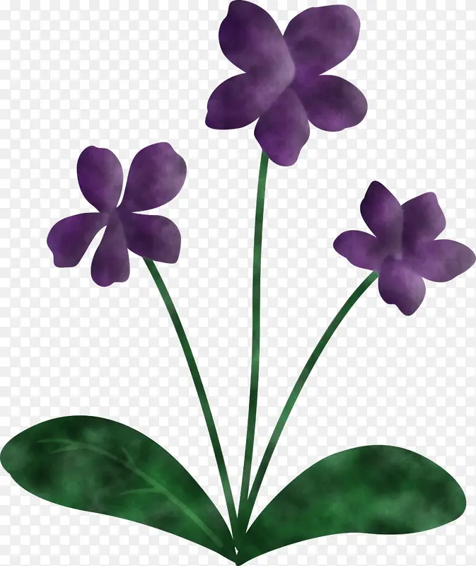 紫罗兰花 紫罗兰 叶