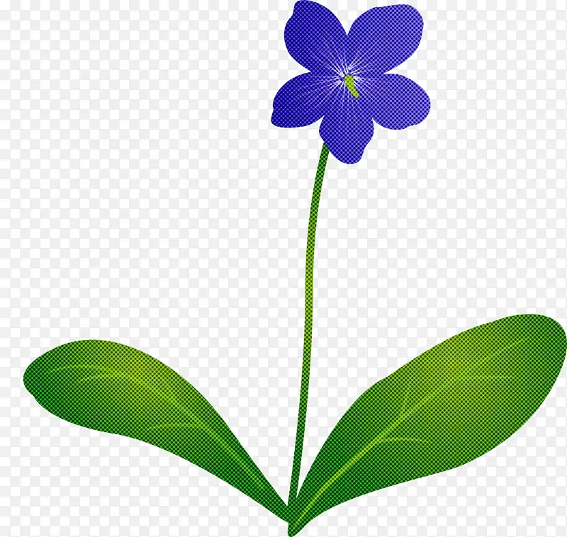 紫罗兰花 叶 植物茎