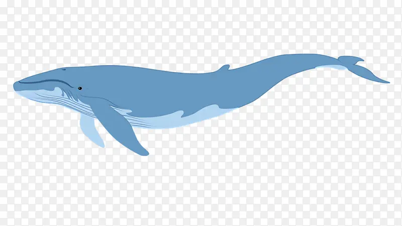 粗齿海豚 全鳍海豚 鲸类