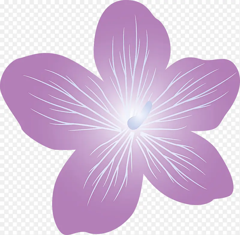 紫罗兰花 花 花瓣