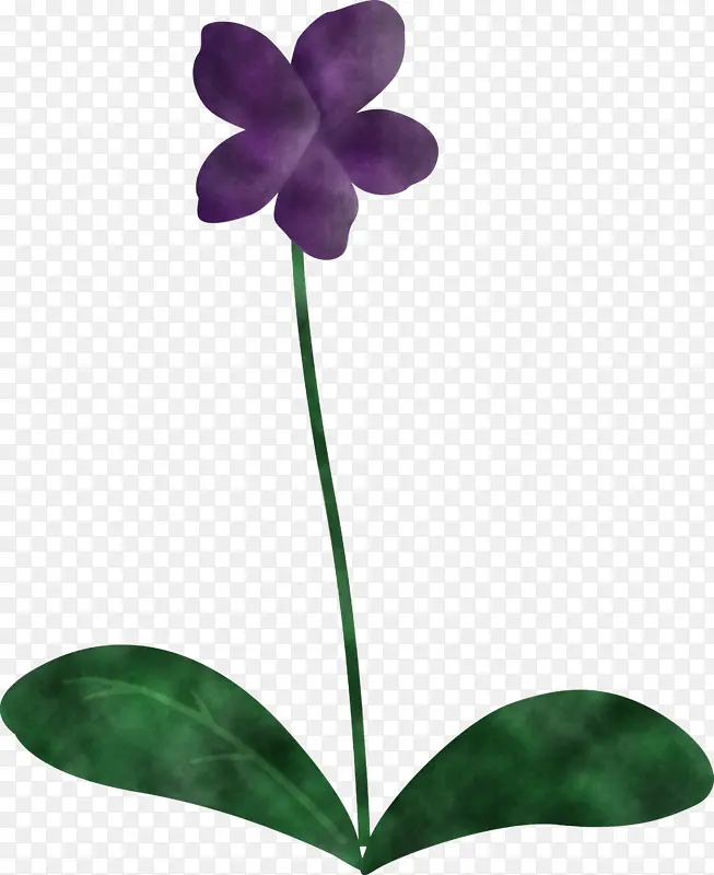 紫罗兰花 叶 花瓣