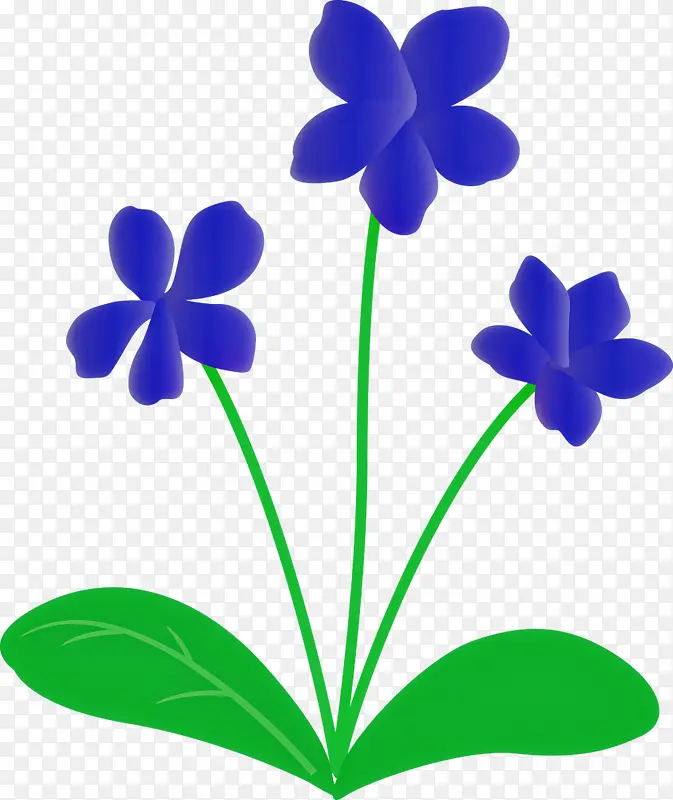 紫罗兰花 植物茎 叶
