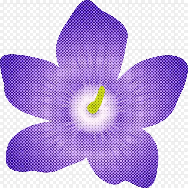 紫罗兰花 花瓣 紫罗兰