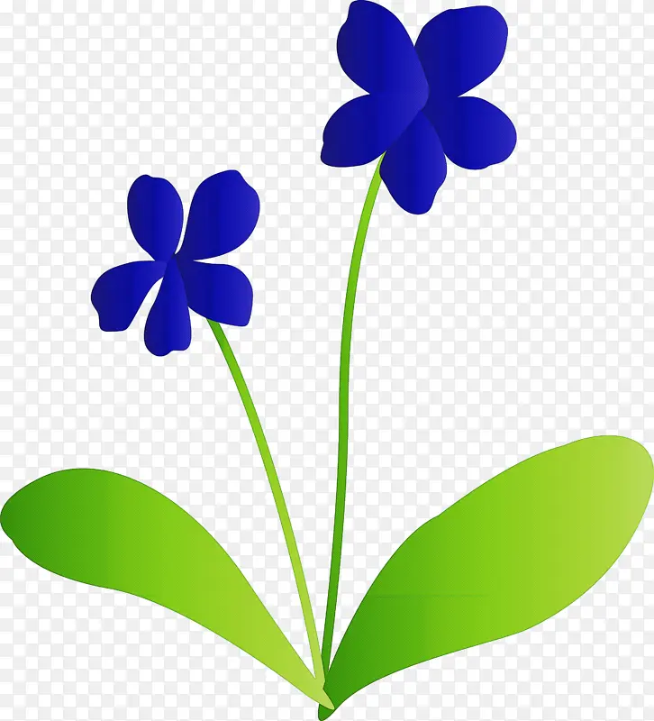 紫罗兰花 花 叶