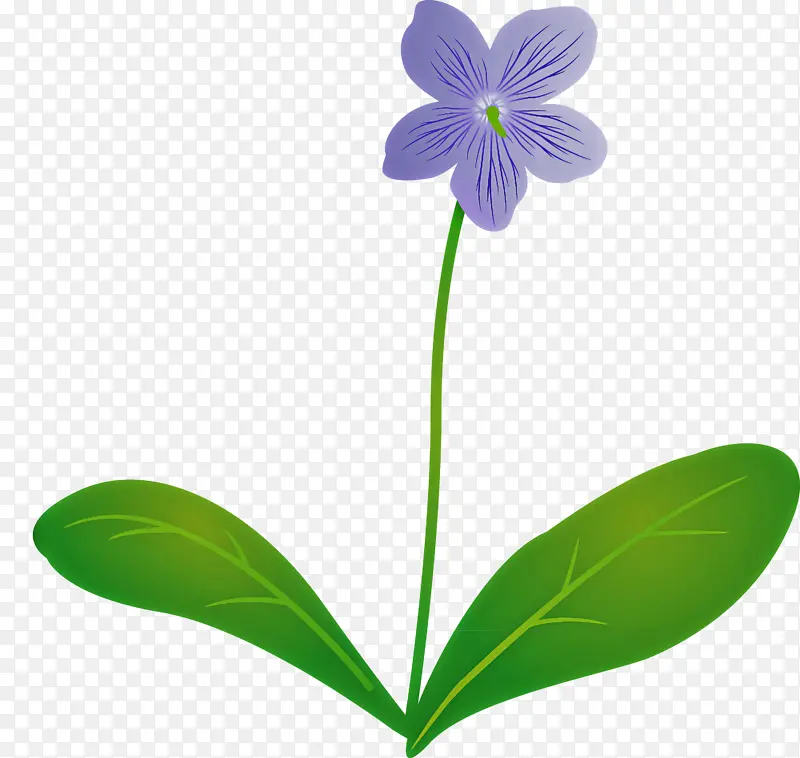 紫罗兰花 叶 植物茎