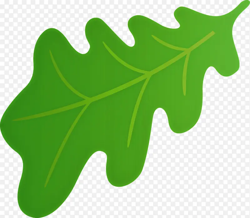 橡树叶 叶 植物茎