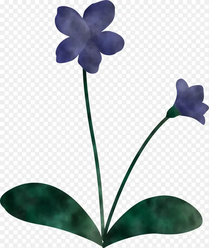 紫罗兰花 植物茎 叶