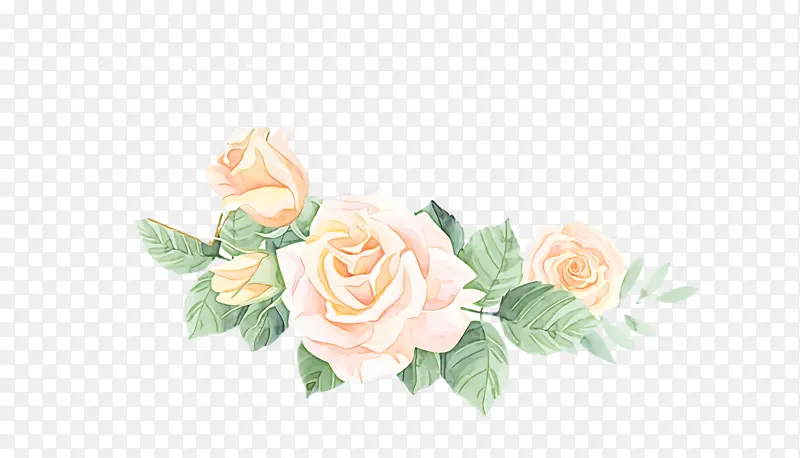 花卉设计 花园玫瑰 玫瑰家族
