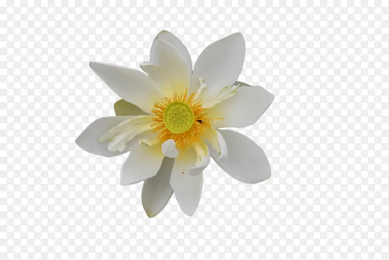 白色 花朵 无王室成员