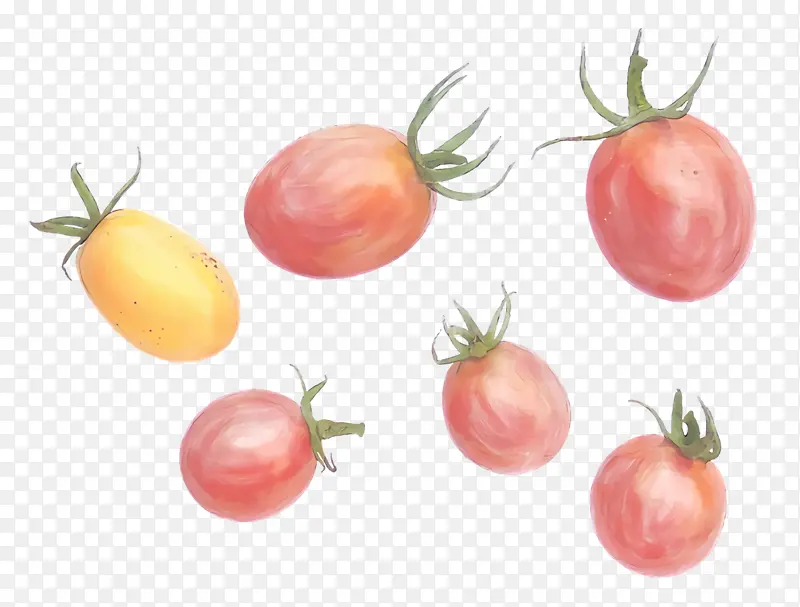 灌木番茄 天然食品 超级食品