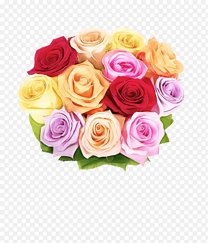 花卉设计 花园玫瑰 玫瑰家族