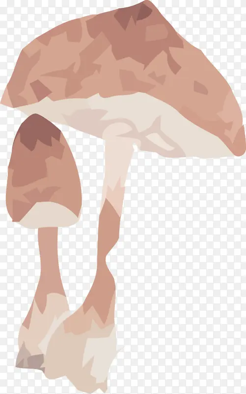 蘑菇 肌肉 人类骨骼