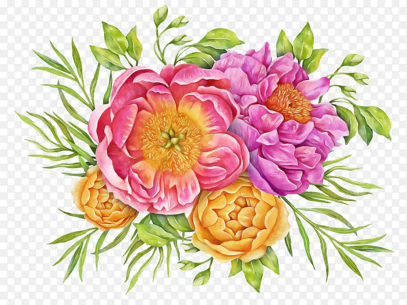 花卉设计 卷心菜玫瑰 一年生植物
