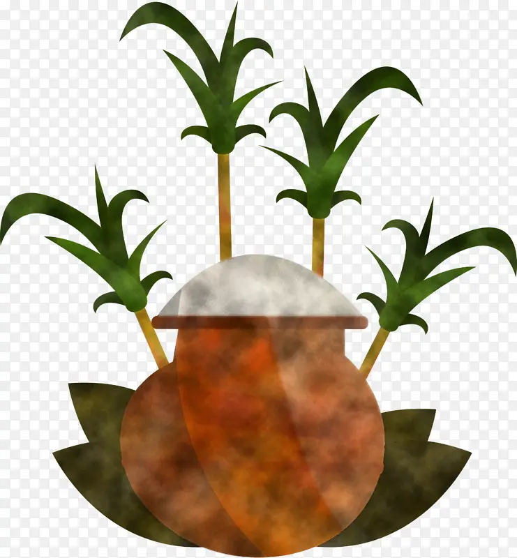蓬加尔 植物 花盆