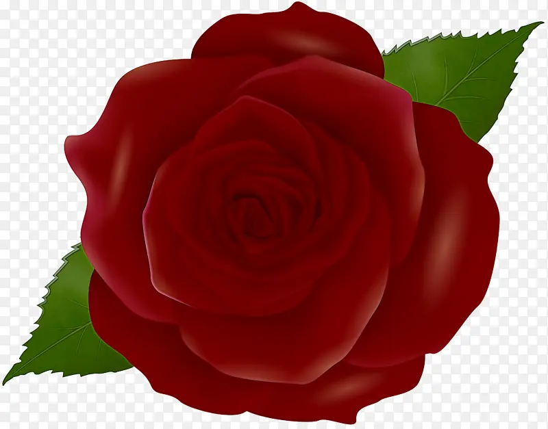花园玫瑰 花朵 红色