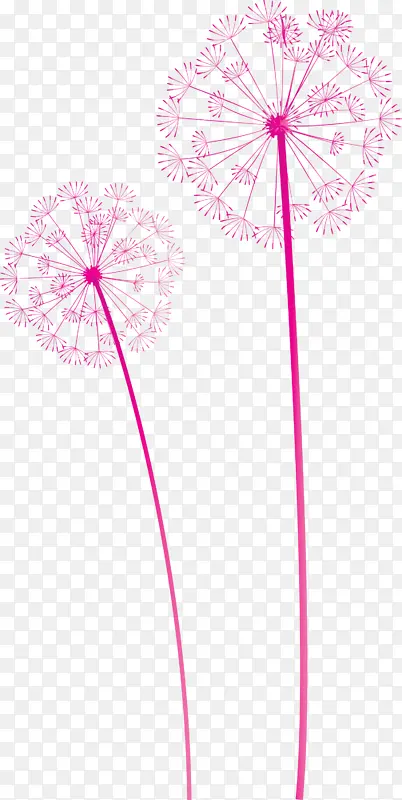 蒲公英 花 叶